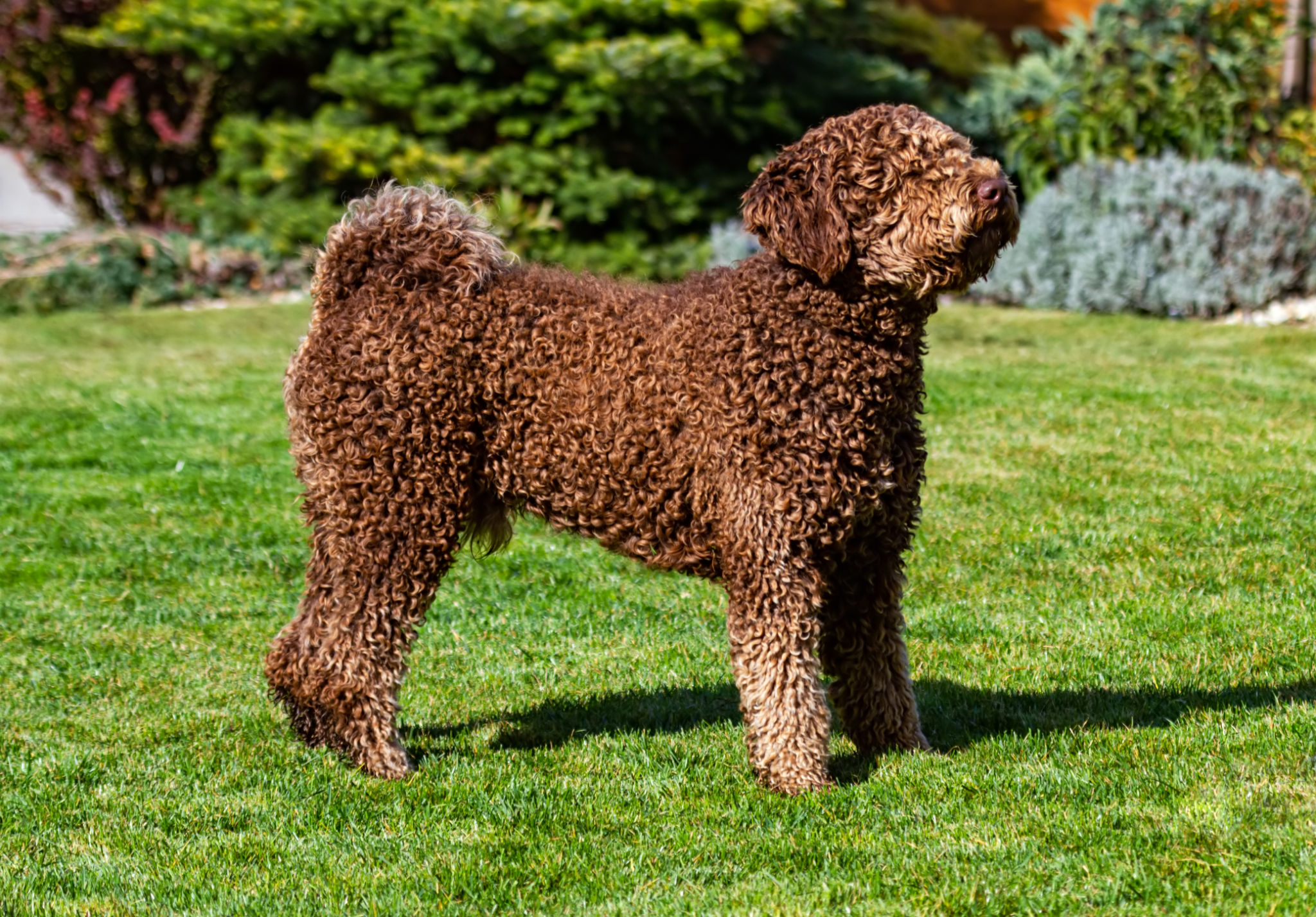 curly coat dog