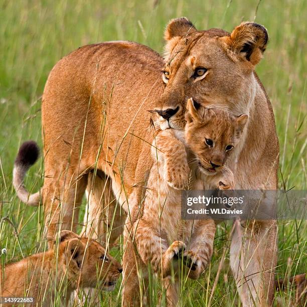 雌ライオン通電 cub - carrying in mouth ストックフォトと画像