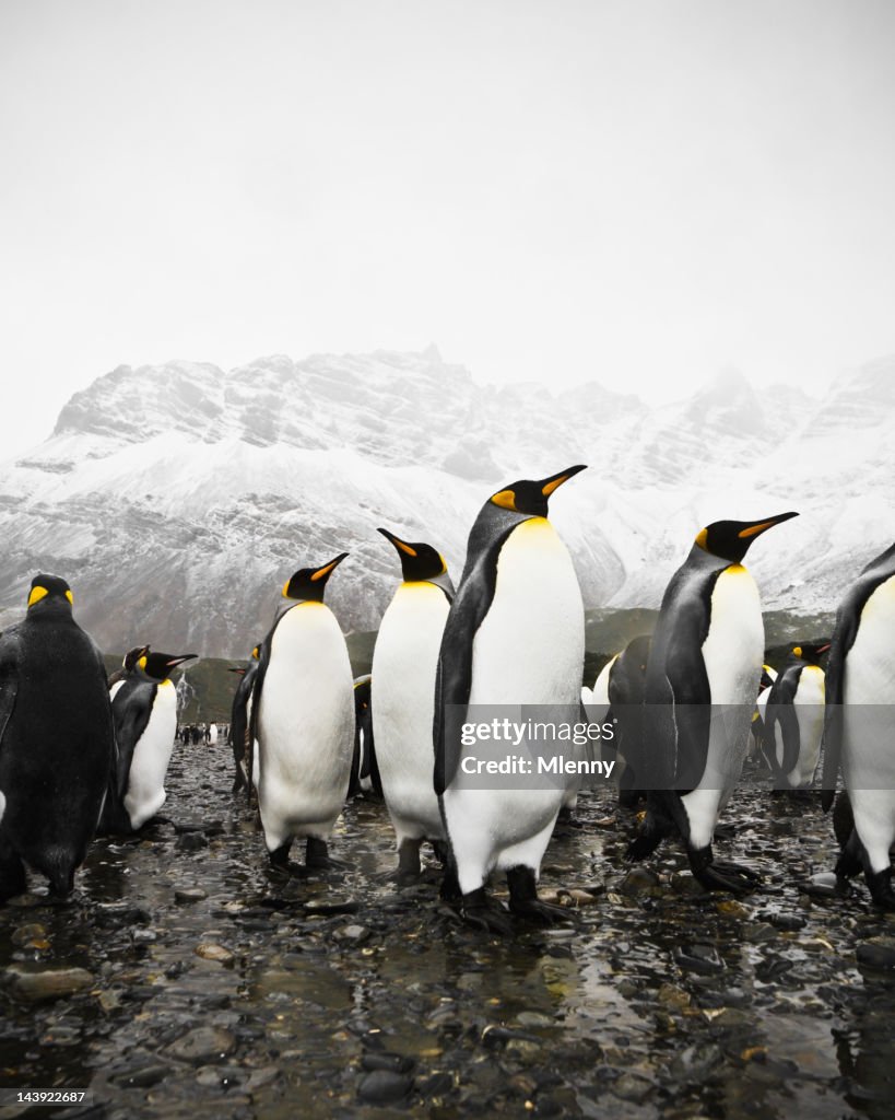 Antarctic King Penguins South Pole Region