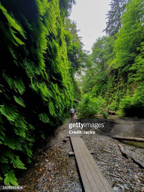 mature woman hiker in lush fern canyon. prairie creek redwoods state park, california. - prairie creek state park stock pictures, royalty-free photos & images