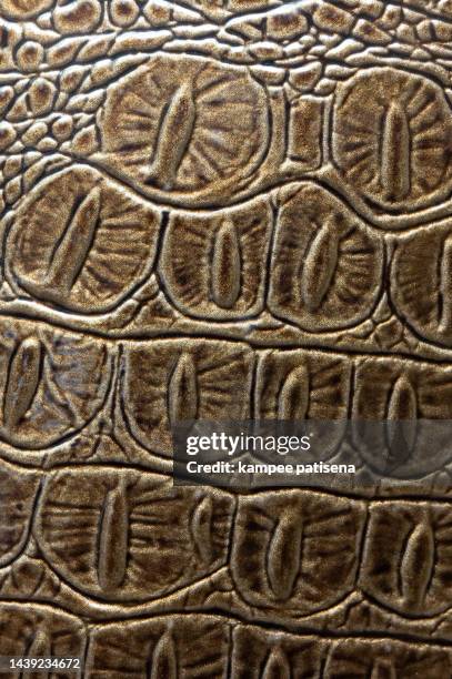 Gator Pattern Photos and Premium High Res Pictures - Getty Images