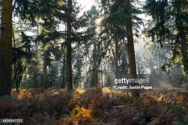 beautiful view of an autumnal forest on a sunny morning. sun light streams through the tree canopy - norfolk england imagens e fotografias de stock
