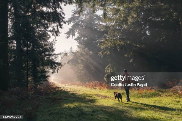 beautiful rear view of a man walking his dog along an autumnal forest trail on a bright sunny morning - labrador retriever stock-fotos und bilder
