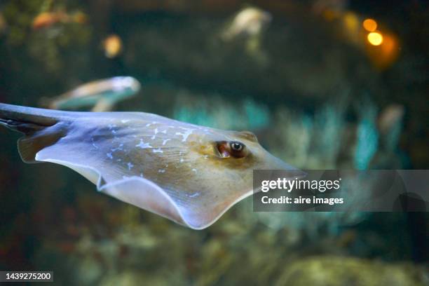 spotted stingray moving underwater profile angle with some fish swimming in the background - spotted fish stock pictures, royalty-free photos & images