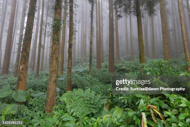 woods in mountain ali - chiayi stock pictures, royalty-free photos & images