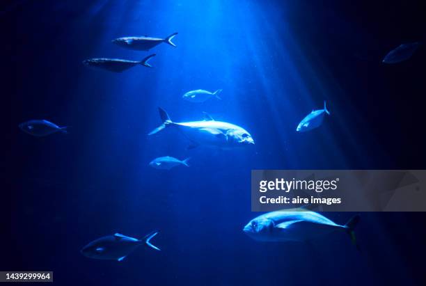 wide view of a calm scene of the blue ocean bottom, with sun rays entering the water and group of fish swimming - yellowfin tuna stock pictures, royalty-free photos & images