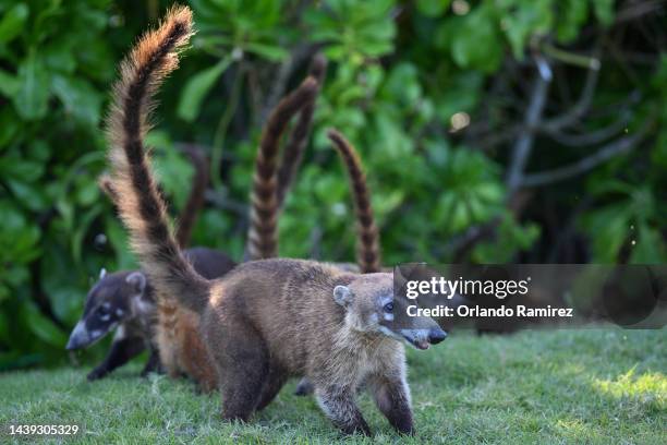 Coatimundi scurry across the course during the third round of the World Wide Technology Championship at Club de Golf El Camaleon at on November 05,...