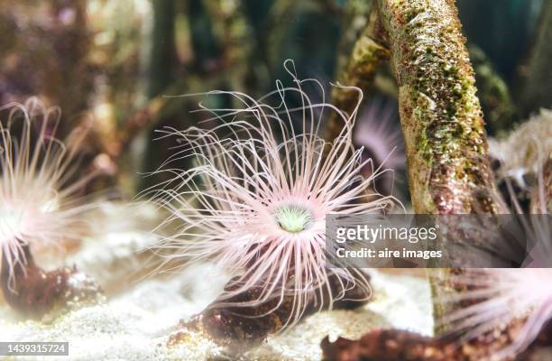 a pink tube anemone spreading its long tentacles waiting to catch a fish, it is surrounded by other tube anemones in a coral bank - ciutat de les arts i les ciències bildbanksfoton och bilder