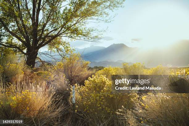 desert mountain scene with sun and sage - bishop foto e immagini stock