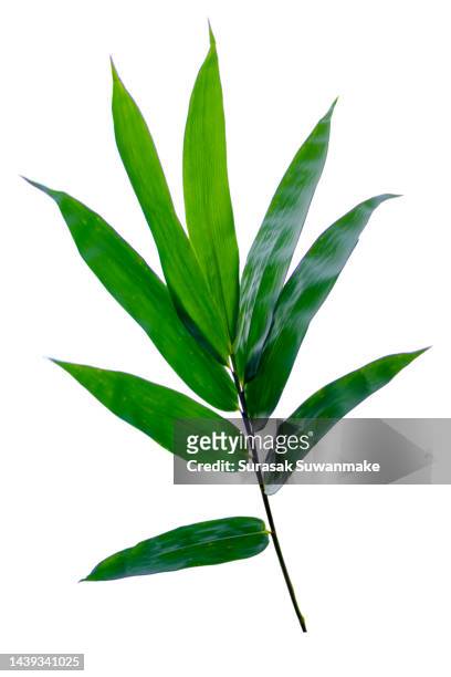 bamboo leaves bamboo leaves green leaves isolated white background fresh green bamboo leaves just like zen a single object has a cut path. - green coconut stock-fotos und bilder