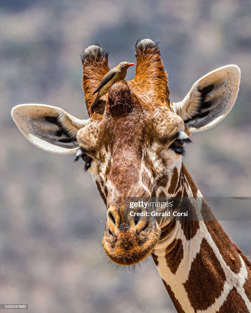 The reticulated giraffe (Giraffa camelopardalis reticulata), also known as the Somali giraffe. Samburu National Reserve, Kenya.