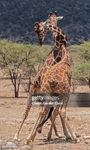 the reticulated giraffe (giraffa camelopardalis reticulata), also known as the somali giraffe. samburu national reserve, kenya. fighting. - samburu imagens e fotografias de stock