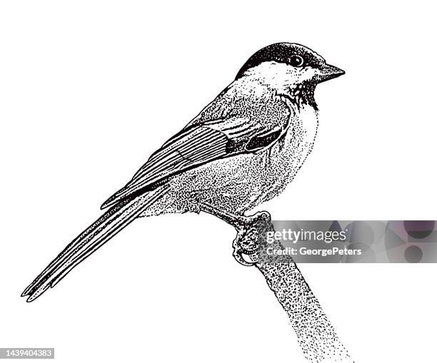 black capped chickadee perching on branch - chickadee stock illustrations