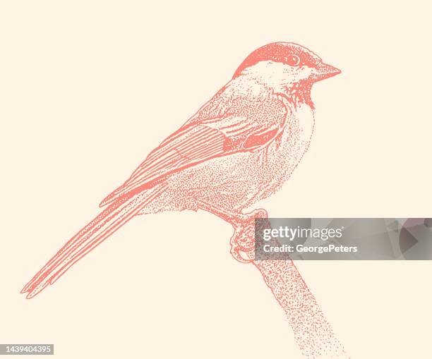 black capped chickadee perching on branch - chickadee stock illustrations