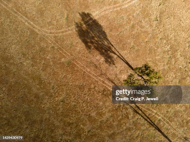 Tree And Shadow Farm Shadow Photos and Premium High Res Pictures - Getty Images