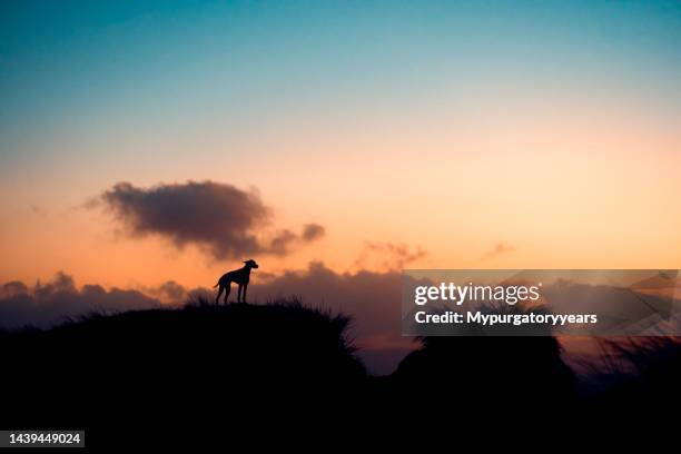 cão ao pôr-do-sol - pointer dog - fotografias e filmes do acervo