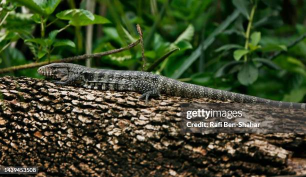 black and white tegu - black and white tegu stock pictures, royalty-free photos & images