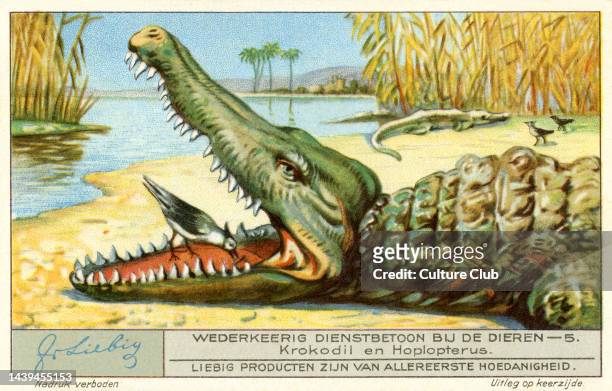 Spur-winged lapwing / plover and Nile crocodile. Symbiosis recorded by Herodotus but unproven. Symbiosis. Liebig collectors' card 1933 Liebig S1283 /...