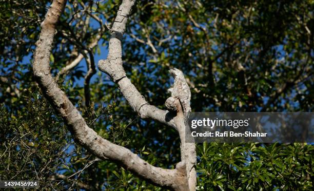 pantanal nightjar - great potoo nyctibius grandis stock pictures, royalty-free photos & images