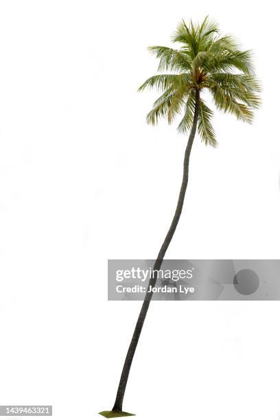 coconut palm tree isolated on white background - palms stock pictures, royalty-free photos & images