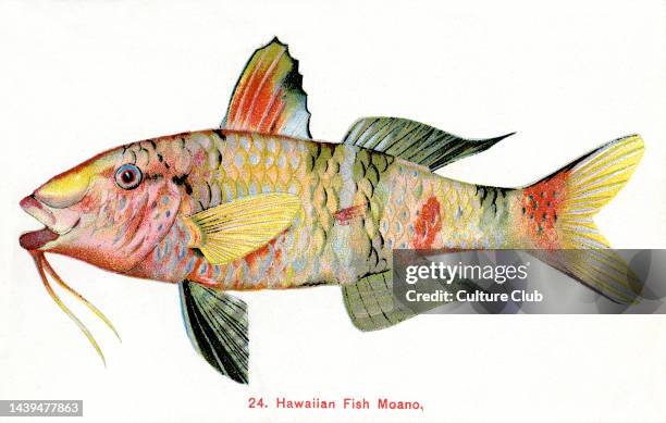 Manybar Goatfish Pacific fish species found around the coast of Hawaii, Hawaiian name 'Moano'