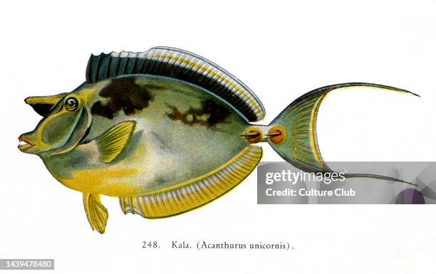 Bluespine unicornfish Pacific fish species found around the coast of Hawaii. Hawaiian name 'Kala'