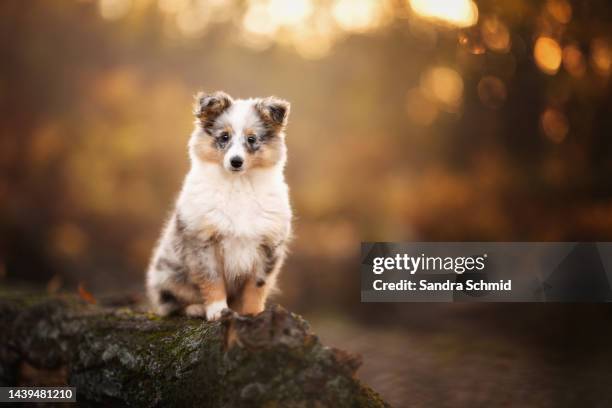 sheltie puppy - shetland sheepdog stock pictures, royalty-free photos & images