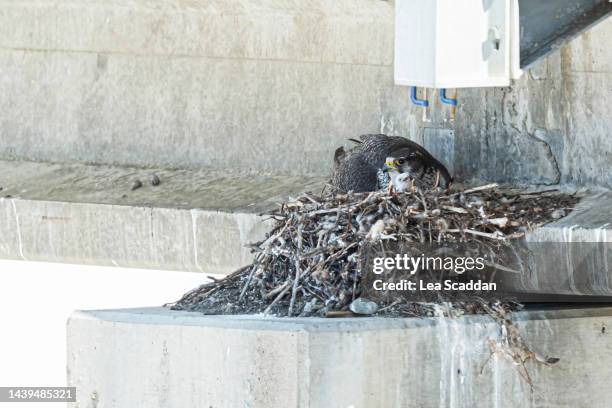gyrfalcon with chick - hawk nest stock pictures, royalty-free photos & images
