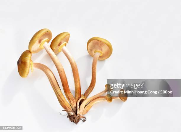 close-up of mushrooms against white background - king trumpet mushroom - fotografias e filmes do acervo