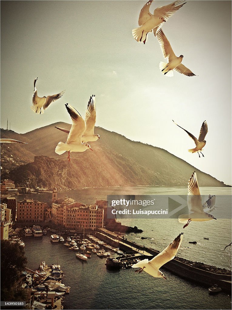 Seagulls in flight