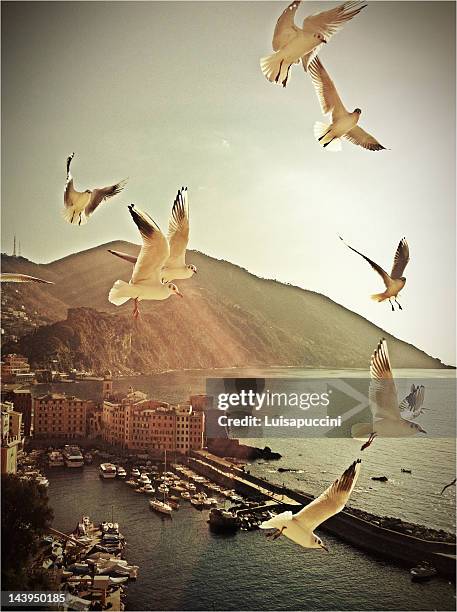 seagulls in flight - camogli bildbanksfoton och bilder