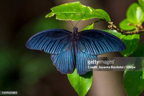 close-up of butterfly on leaf,jorhat,assam,india - gespreizte flügel stock-fotos und bilder