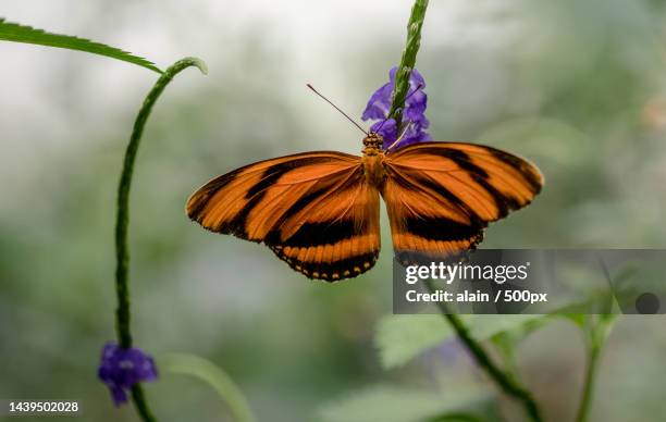 close-up of butterfly pollinating on flower - gespreizte flügel stock-fotos und bilder