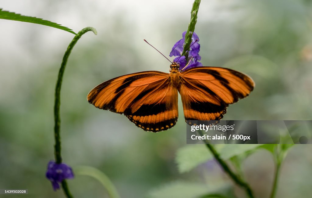 Close-up of butterfly pollinating on flower