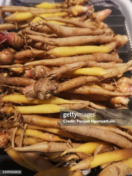 boesenbergia rotunda, thai herb kaempferia ovata roscoe. kaempferia pandurata roxb. - boesenbergia stock pictures, royalty-free photos & images