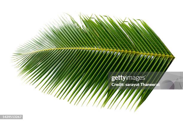 coconut leaves white background - frond stock pictures, royalty-free photos & images
