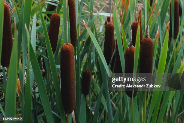 tall fluffy reeds in the green grass, on a summer or autumn day, outdoors. beautiful natural background, screen saver on the phone display. - rushes plant stock pictures, royalty-free photos & images