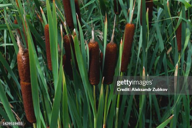 tall fluffy reeds in the green grass, on a summer or autumn day, outdoors. beautiful natural background, screen saver on the phone display. - sala grande foto e immagini stock