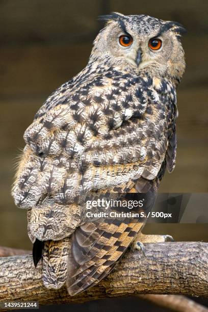 close-up portrait of great horned owl perching on branch,grugapark,germany - horned owl stock pictures, royalty-free photos & images