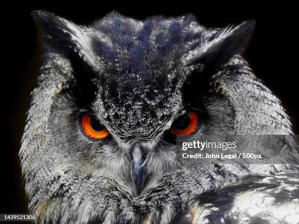 close-up portrait of eagle owl against black background,gloucestershire,engeland,united kingdom,uk - eurasian eagle owl stockfoto's en -beelden