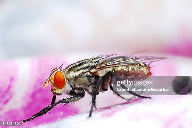 flesh fly - mosca de la carne fotografías e imágenes de stock