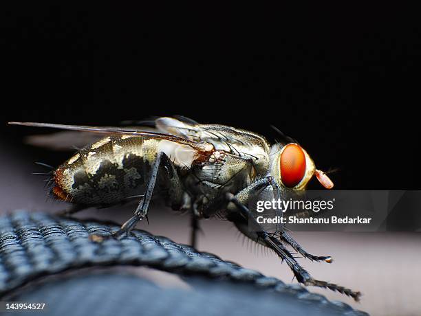 flesh fly - mosca de la carne fotografías e imágenes de stock