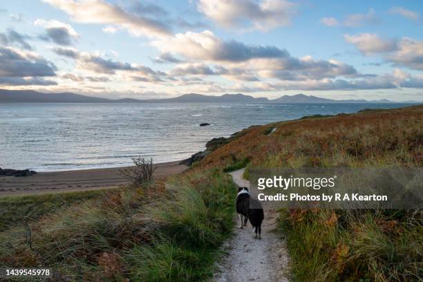 dog on the coast path at ynys llanddwyn, anglesey, north wales - north wales stock-fotos und bilder
