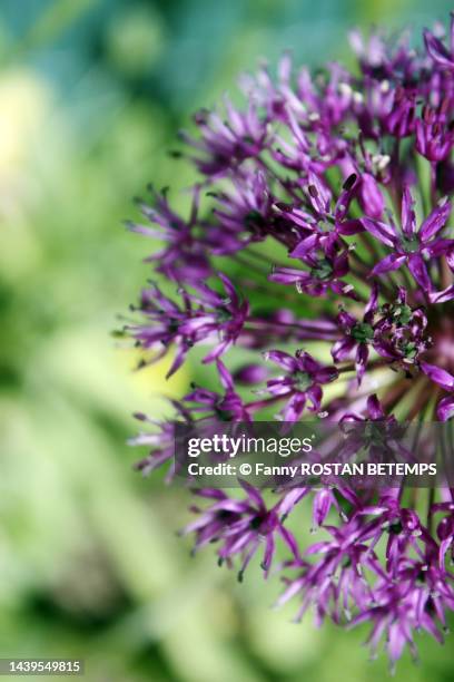 leek flower - allium stock pictures, royalty-free photos & images