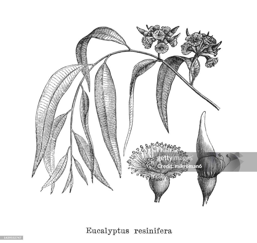 Old engraved illustration of red mahogany or red messmate (Eucalyptus resinifera)