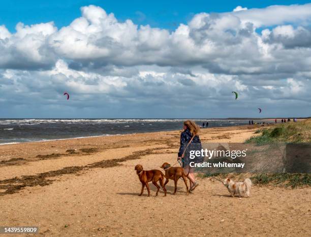 woman walking dogs on old hunstanton beach - norfolk england stock pictures, royalty-free photos & images