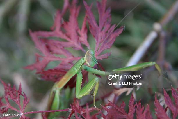 praying mantis - farmingville stock pictures, royalty-free photos & images