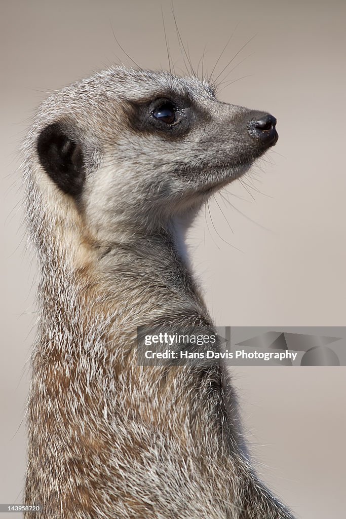 Meerkat