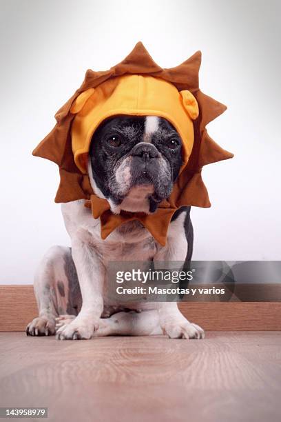 french bulldog - lion costume stock pictures, royalty-free photos & images