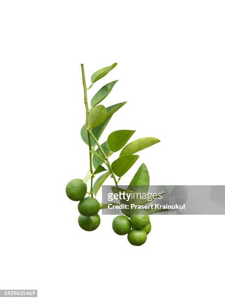 limes tree isolated on white. clipping path - lime tree stockfoto's en -beelden